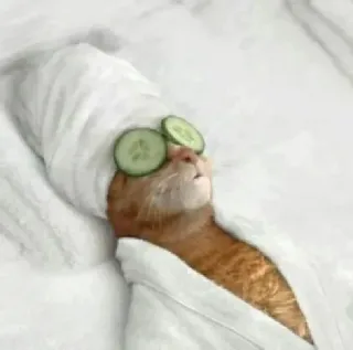 🍑 cat, spa, cucumber, relaxation, pet, animal, pampering, wellness telegram sticker