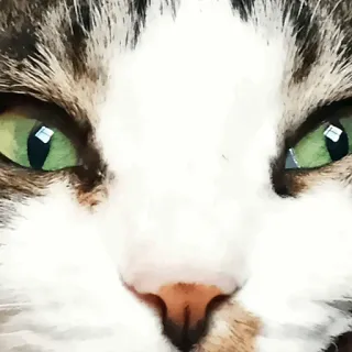 👀 gatto, animale domestico, animale, occhi, viso telegram sticker