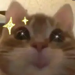 🤔 gato, animal, brillo, lindo, mascota whatsapp sticker
