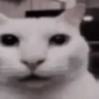 😶 gato, gato branco, animal, animal de estimação, meme telegram sticker