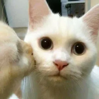 🧩 gatto, gatto bianco, animale domestico, animale, gattino, animale da compagnia telegram sticker