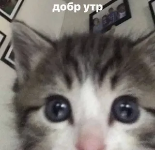 🌟 добр утр gato, gatinho, animal, fofo, bom dia, bom dia telegram sticker