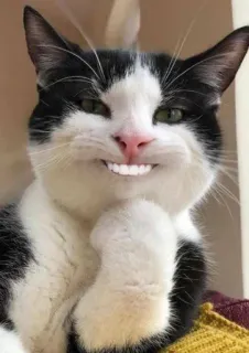 🤔 gato, animal, meme, engraçado, animal de estimação, animal doméstico, mamífero telegram sticker