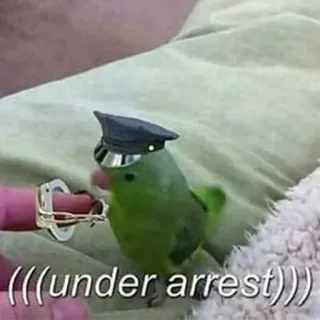 Random bird stuff whatsapp stickers