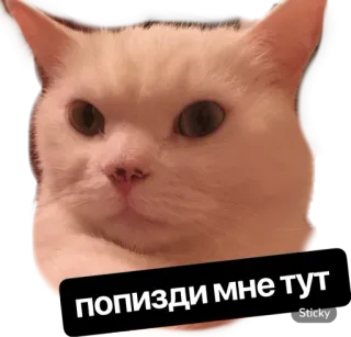 😖 попизди мне тут cat, sticker, meme, funny, animal whatsapp sticker