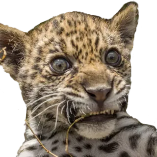 😳 báo đốm con, động vật, động vật hoang dã, mèo, báo đốm bé telegram sticker