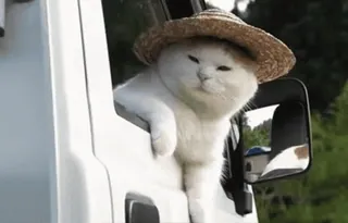 🙄 cat, hat, driving, animal, pet, summer, cute telegram sticker