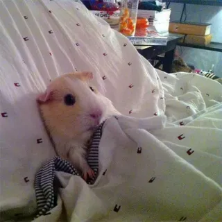 🙁 guinea pig, pet, animal, rodent, cute, bed, cozy telegram sticker