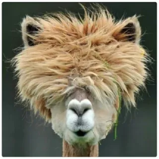 Funny Alpaca(@alp_stickers) telegram stickers
