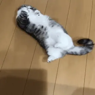 🥖 chat, animal, animal de compagnie, mignon, animal domestique, félin, mammifère, dormant telegram sticker