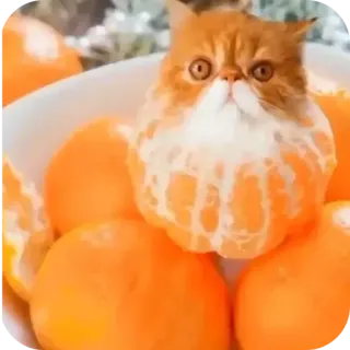 😛 chat, orange, fruit, mignon, drôle, chaton telegram sticker