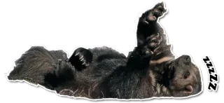 😴 zzzzz 熊, 睡觉, 懒惰, 动物, 可爱, 贴纸 whatsapp sticker