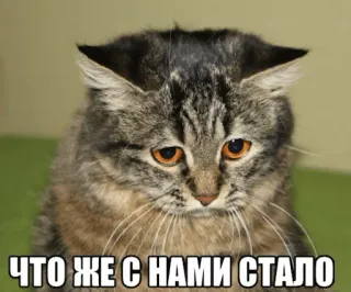 😞 ЧТО ЖЕ С НАМИ СТАЛО telegram sticker