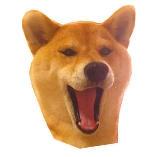 😃 doge, shiba inu, мем, собака, животное, питомец, взволнованный telegram sticker