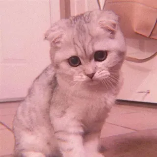 ❤ gato, lindo, gatito, mascota, animal, triste whatsapp sticker