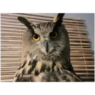☺️ owl, bird, staring, wildlife, nature, animal, eyes telegram sticker
