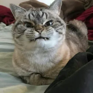 🐱 gato, animal, animal de estimação, engraçado, rabugento, fofo, felino telegram sticker