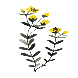 🌼 flor, planta, amarillo, naturaleza, floral telegram sticker
