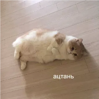 😞 ацтань cat, russian, lazy, animal, funny telegram sticker