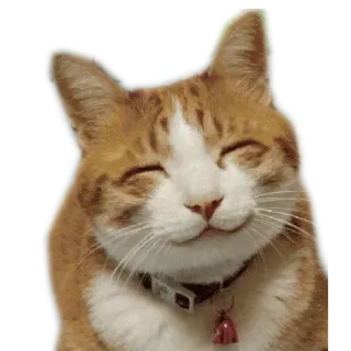 😊 cat, happy, ginger, pet, animal, cute, kitten telegram sticker