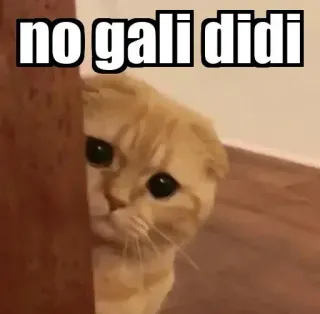 👀 no gali didi gato, meme, animal, gracioso, lindo telegram sticker