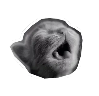😭 แมว, หาว, สัตว์, สัตว์เลี้ยง, ง่วง telegram sticker