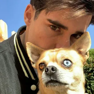 ⚡ homme, chien, hétérochromie, animal de compagnie, chihuahua, portrait, animal, mignon telegram sticker