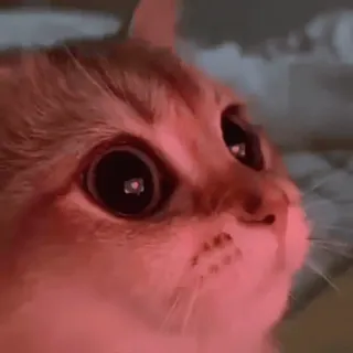 ❤ gato, animal, animal de estimação, olhos telegram sticker