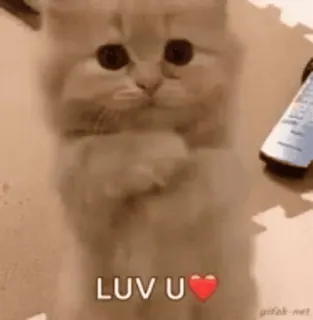 ❤ LUV U Katze, Kätzchen, Liebe, Herz, süß, Tier whatsapp sticker