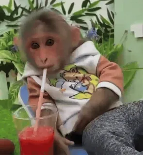 🍹 macaco, animal, bebendo, fofo, engraçado, bebida telegram sticker