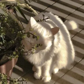 🌟 Katze, weiße Katze, Pflanze, Haustier, süß, Tier, flauschig, Hauskatze telegram sticker