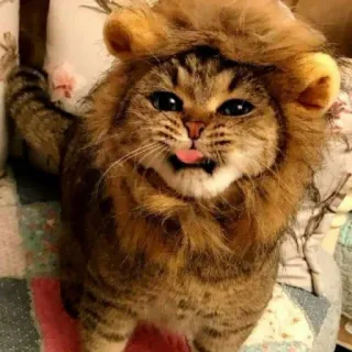 🐱 gato, leão, animal, animal de estimação, fofo, engraçado telegram sticker
