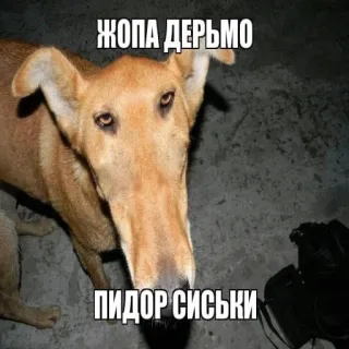 🧐 ЖОПА ДЕРЬМО
ПИДОР СИСЬКИ cane, meme, offensivo, russo, testo telegram sticker