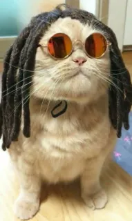 😎 gatto, dread, occhiali da sole, animale domestico, animale, divertente telegram sticker