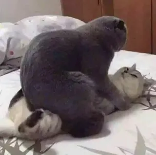 🥰 gatti, animali, animali domestici, animali domestici, giocoso telegram sticker