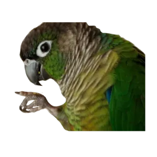 crazy parrots whatsapp stickers