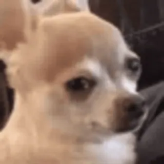 🙄 chien, chihuahua, mignon, animal de compagnie, animal whatsapp sticker