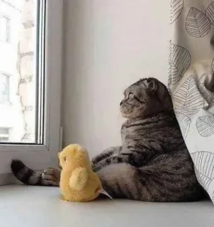 👀 chat, chaton, fenêtre, animal, jouet, canard whatsapp sticker