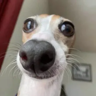 😂 犬, ペット, 動物, 面白い, クローズアップ, ミーム, かわいい whatsapp sticker