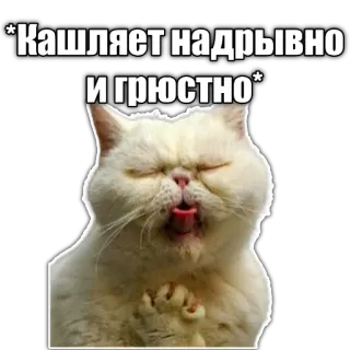 😷 *Кашляет надрывно и грюстно* cat, coughing, animal, meme telegram sticker