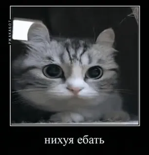 😱 нихуя ебать gato, animal, animal de estimação, russo, ofensivo whatsapp sticker