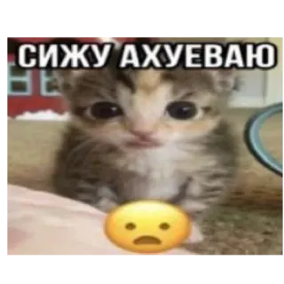 😨 СИЖУ АХУЕВАЮ 고양이, 새끼 고양이, 밈, 러시아어, 텍스트, 동물 telegram sticker