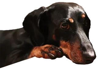🥺 собака, такса, питомец, животное, портрет whatsapp sticker