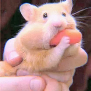 🍣 criceto, roditore, animale domestico, animale, carota, carino, mangiare, piccolo telegram sticker