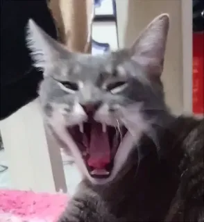 😝 gato, bocejar, animal de estimação, animal, felino, doméstico telegram sticker