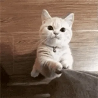 🐱 chat, chaton, animal, animal de compagnie, mignon whatsapp sticker