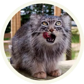 😜 кот, животное, милый, лижет, питомец, млекопитающее telegram sticker