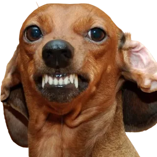 😡 dog, teeth, grumpy, animal, angry whatsapp sticker