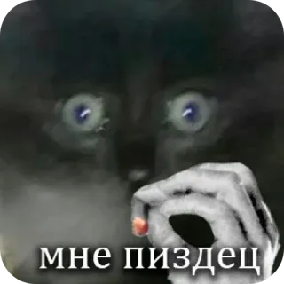 🖼 мне пиздец chat, jurons, russe, offensant, mème telegram sticker