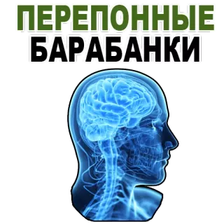 😱 ПЕРЕПОННЫЕ БАРАБАНКИ anatomy, brain, human, head telegram sticker